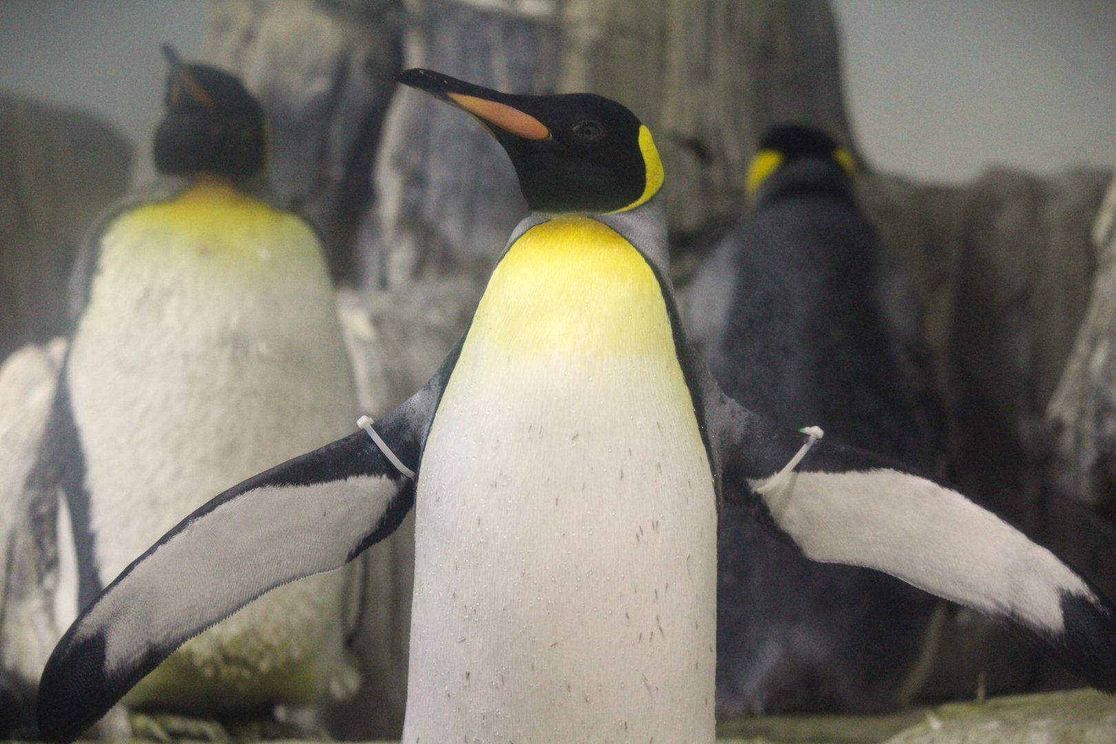 Polar Circle - King Penguin