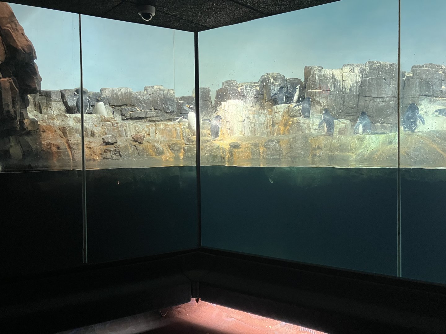 Polar Circle - Penguin Exhibit