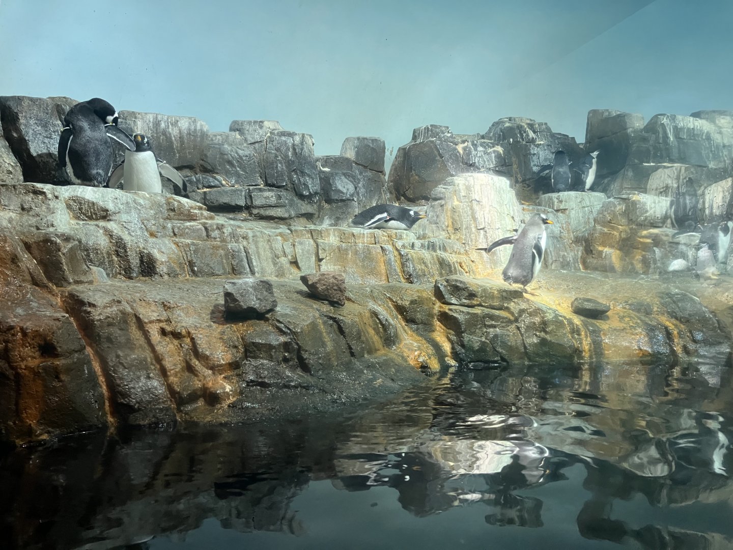 Polar Circle - Penguin Exhibit