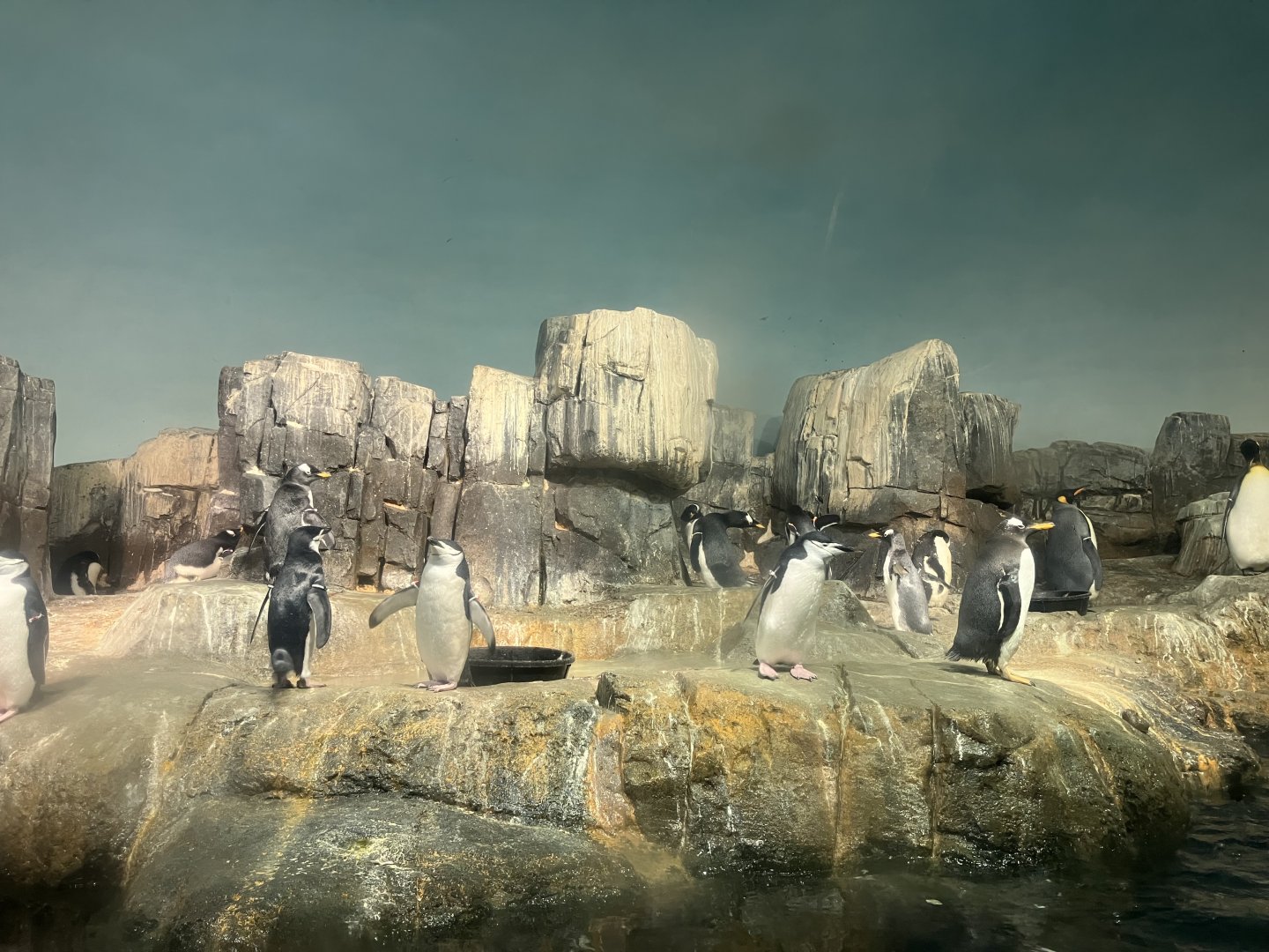 Polar Circle - Penguin Exhibit