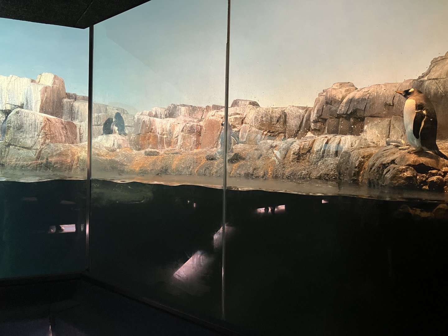 Polar Circle - Penguin Exhibit