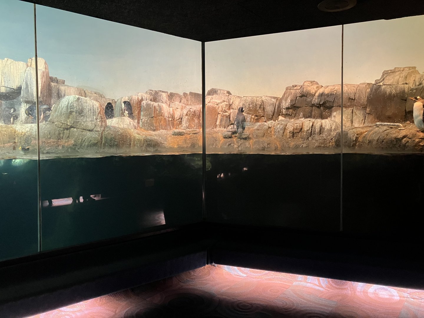 Polar Circle - Penguin Exhibit