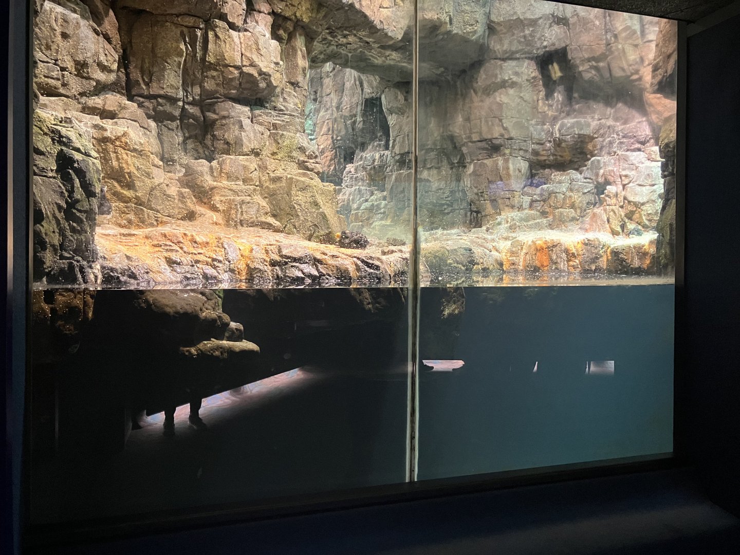 Polar Circle - Puffin Exhibit