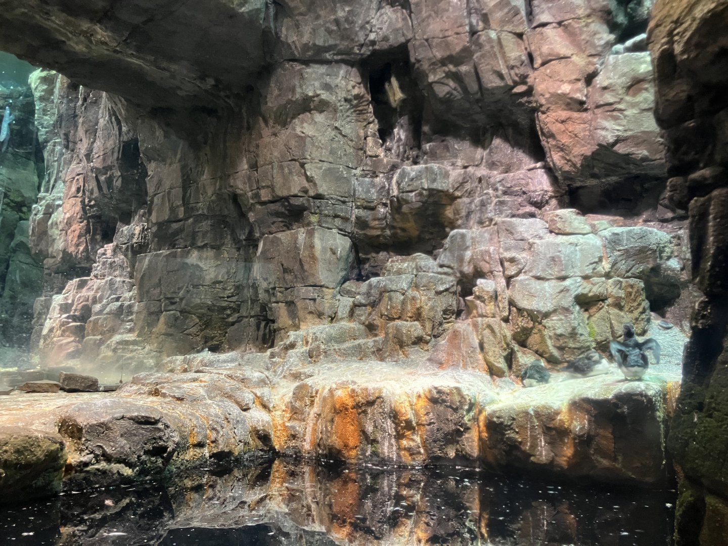 Polar Circle - Puffin Exhibit