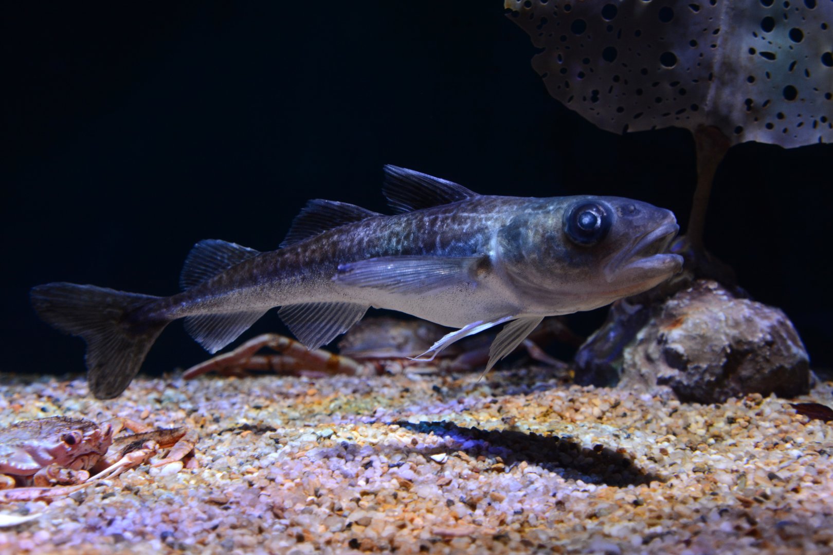 Polar cod (Boreogadus saida)