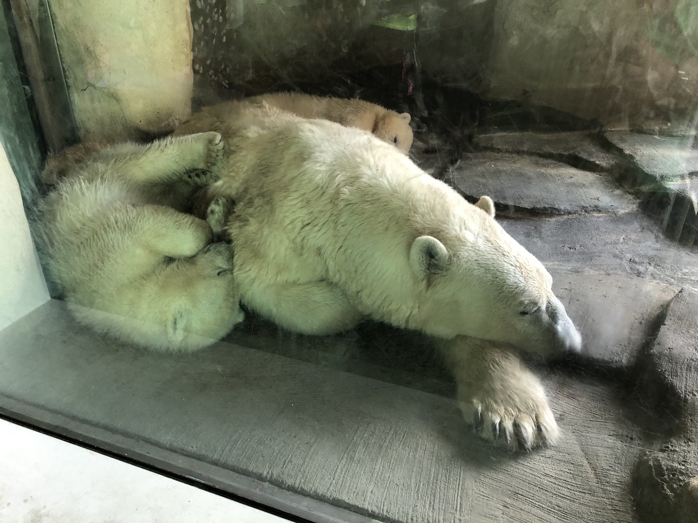 Polar Cubs