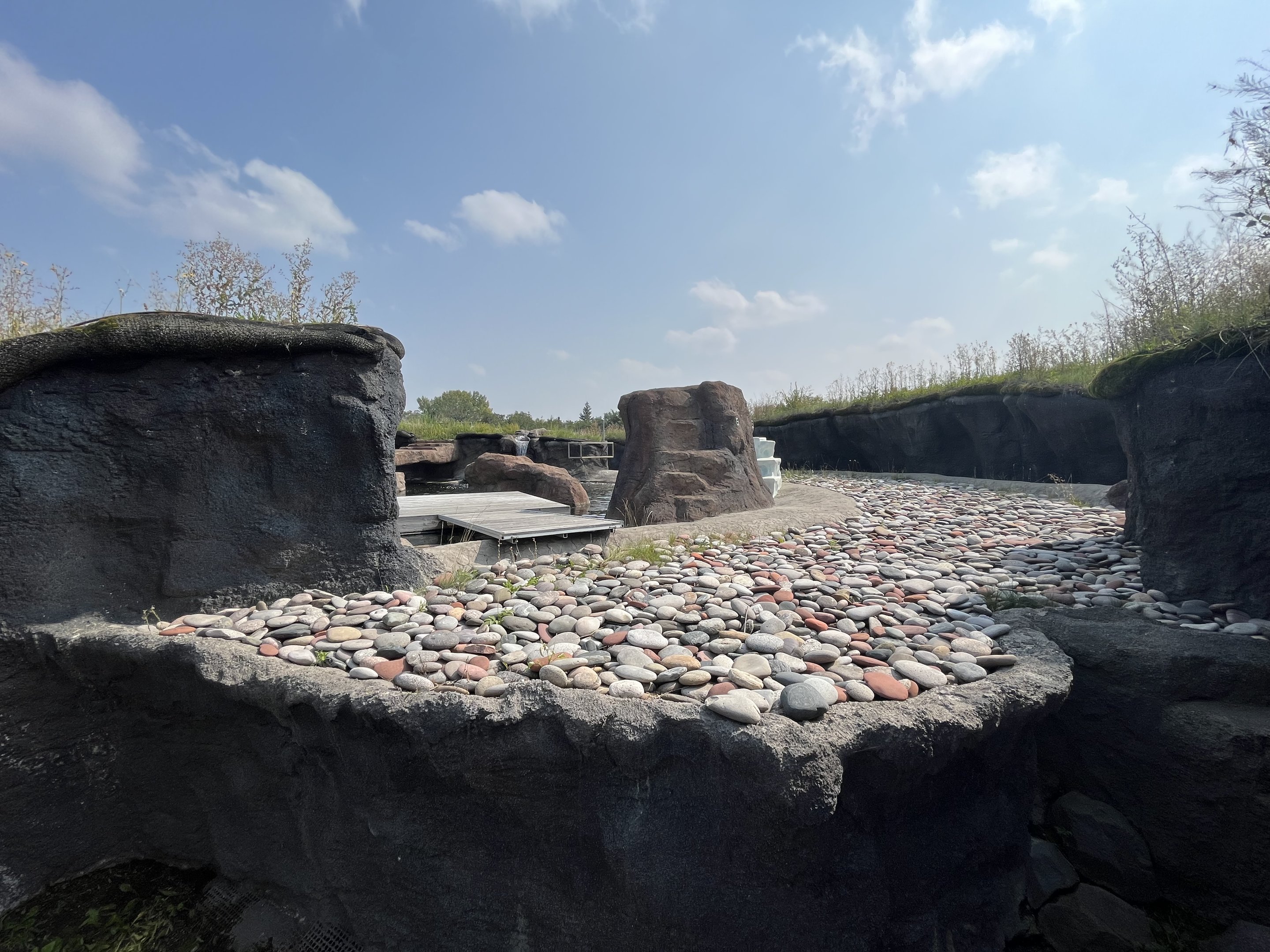 Polar Extremes - pinnipeds