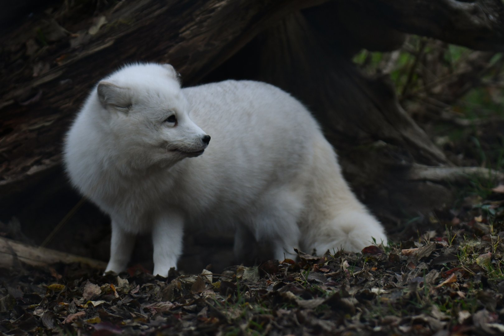 Polar fox (Alopex lagopus)