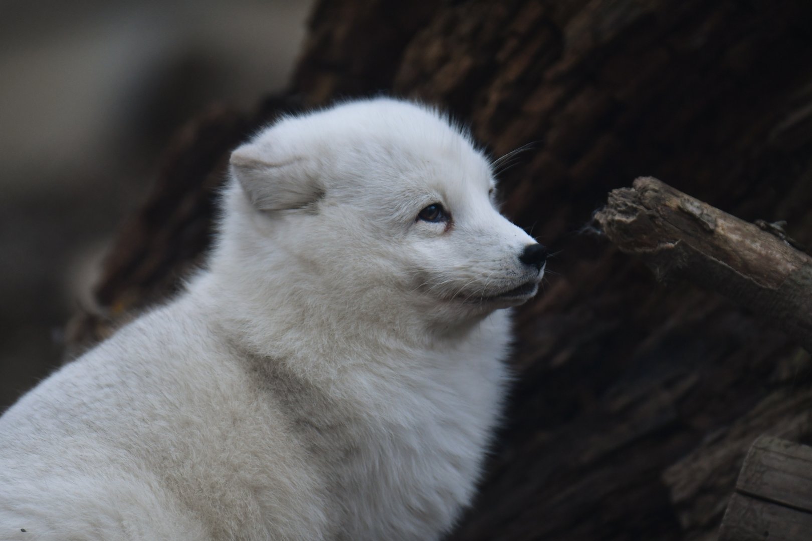 Polar fox (Alopex lagopus)