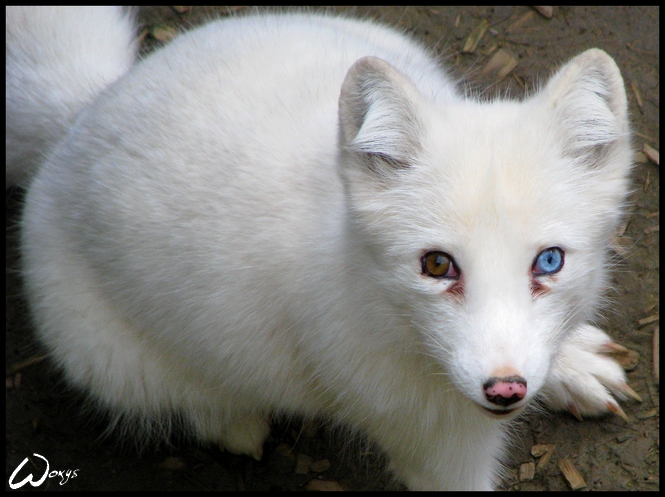 Polar fox with blue eye (ZOO Brno)
