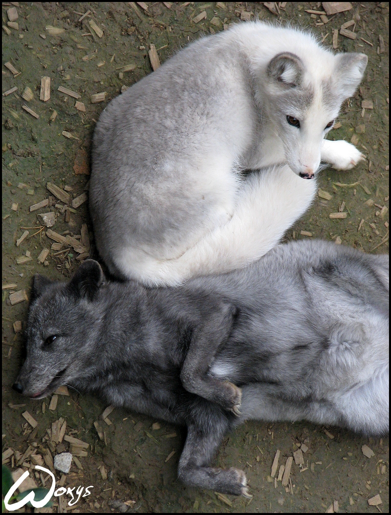Polar foxes