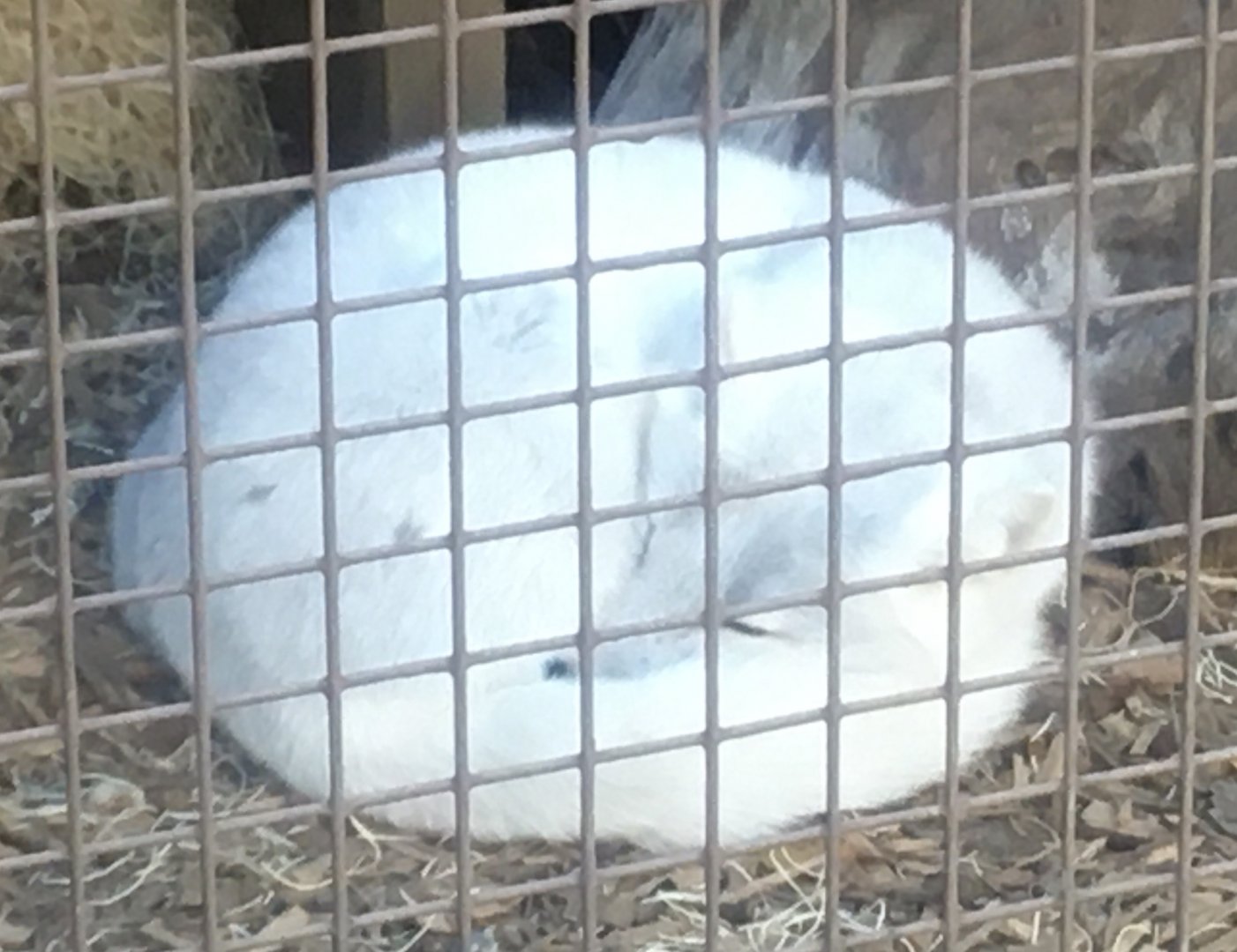 Polar Frontier - Arctic Fox