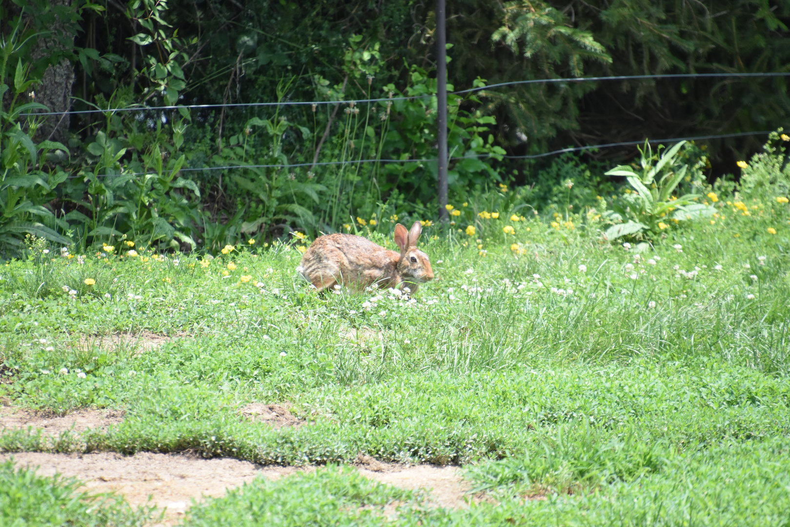 Polar Frontier- Brown Bear in a costume