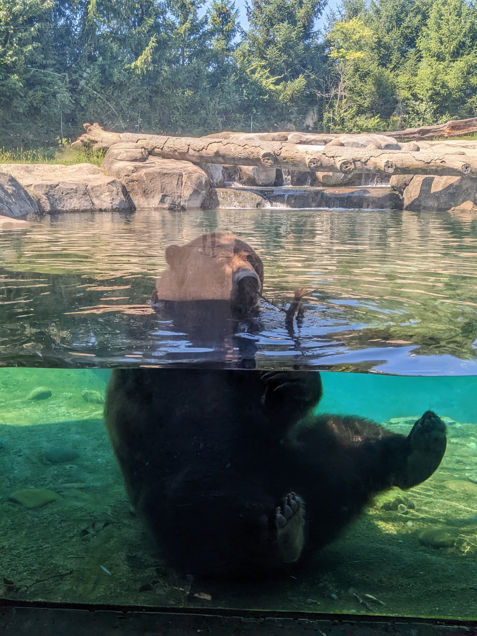 Polar Frontier - brown bear