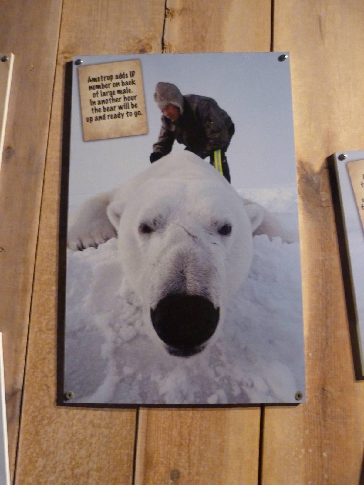 Polar Frontier Graphic