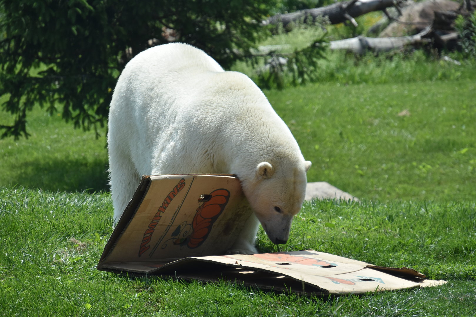 Polar Frontier - Polar bear & pumpkin box