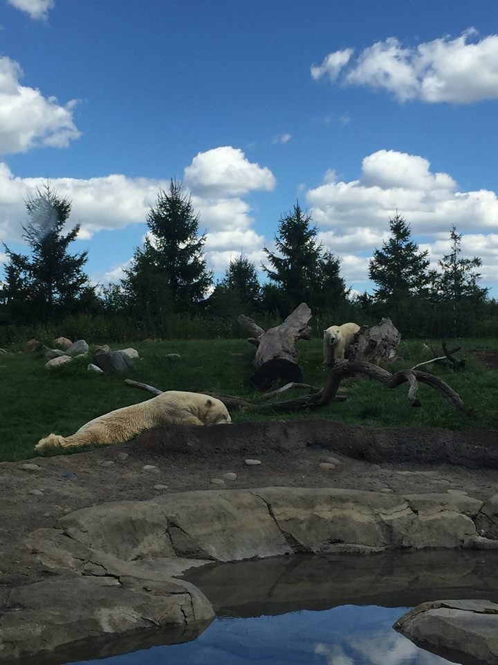 Polar Frontier- Polar Bear