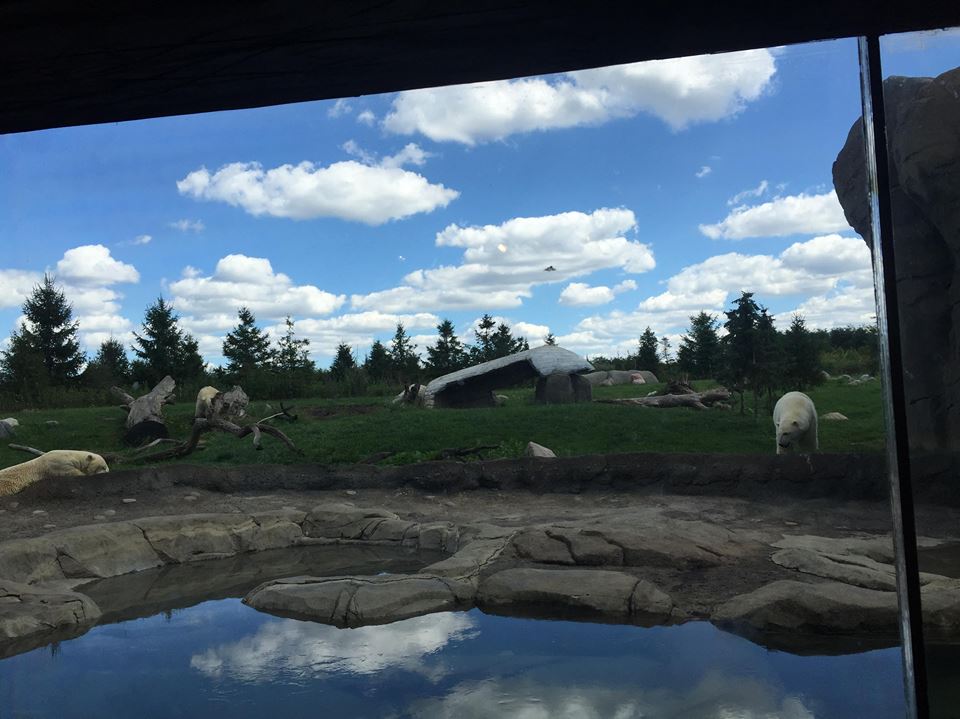 Polar Frontier- Polar Bear