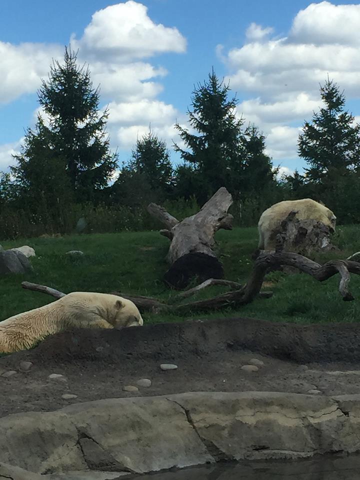 Polar Frontier- Polar Bear