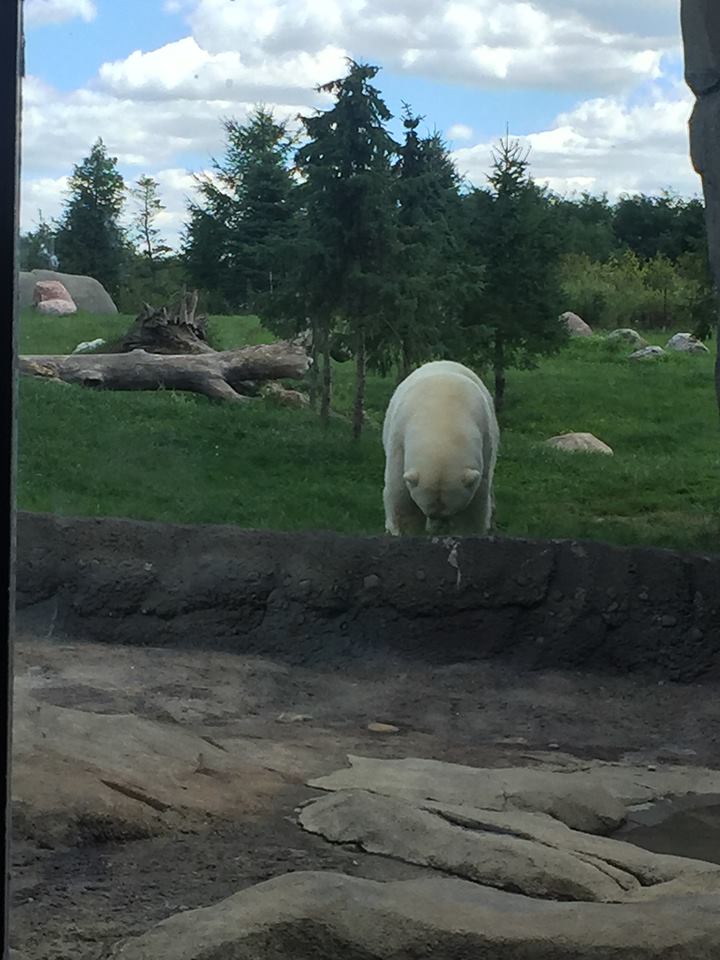 Polar Frontier- Polar Bear