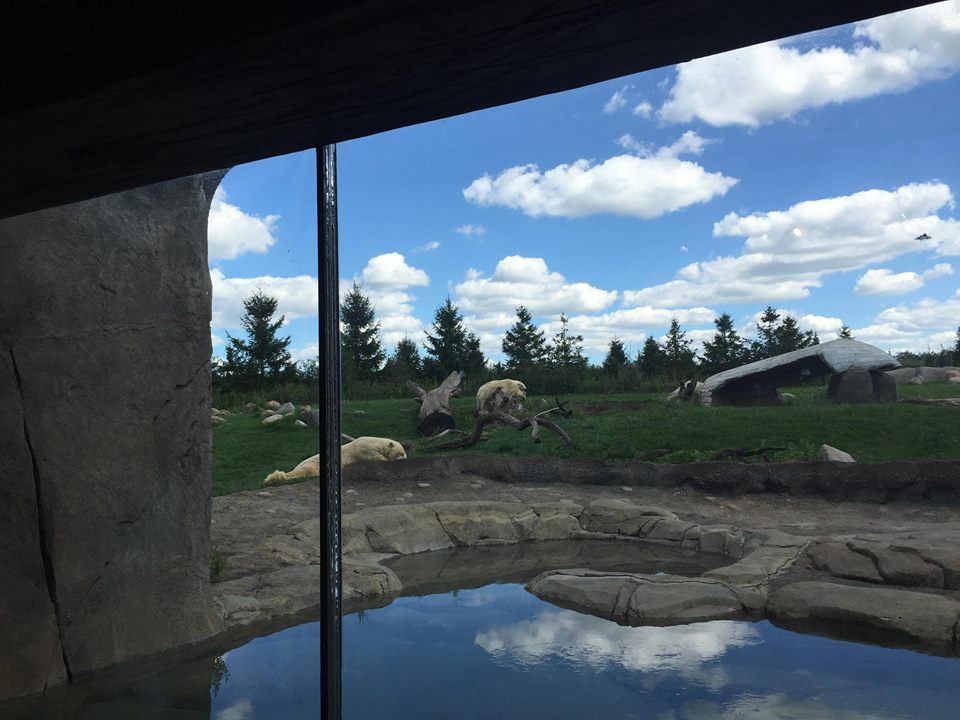 Polar Frontier- Polar Bear