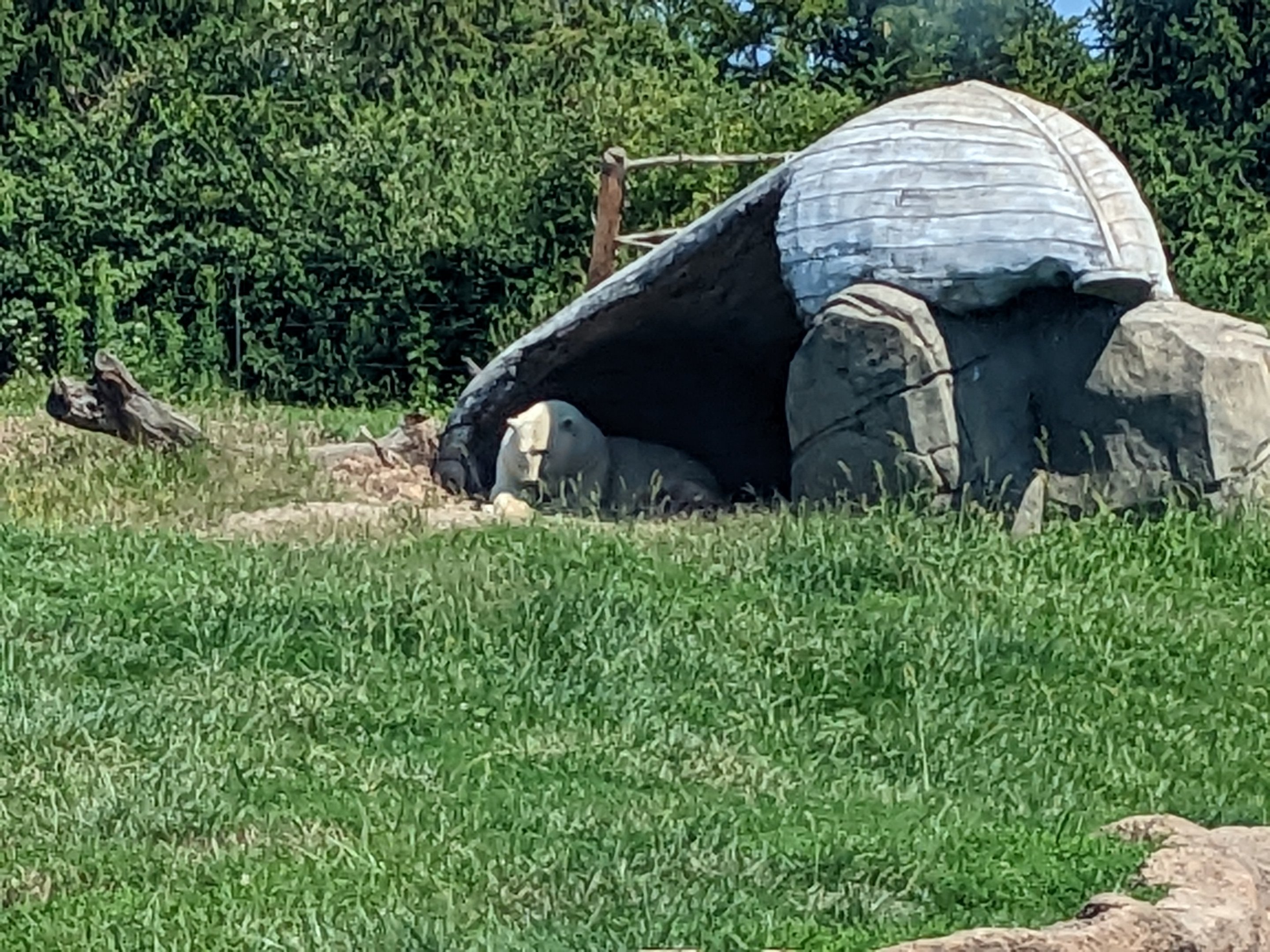 Polar Frontier - polar bear