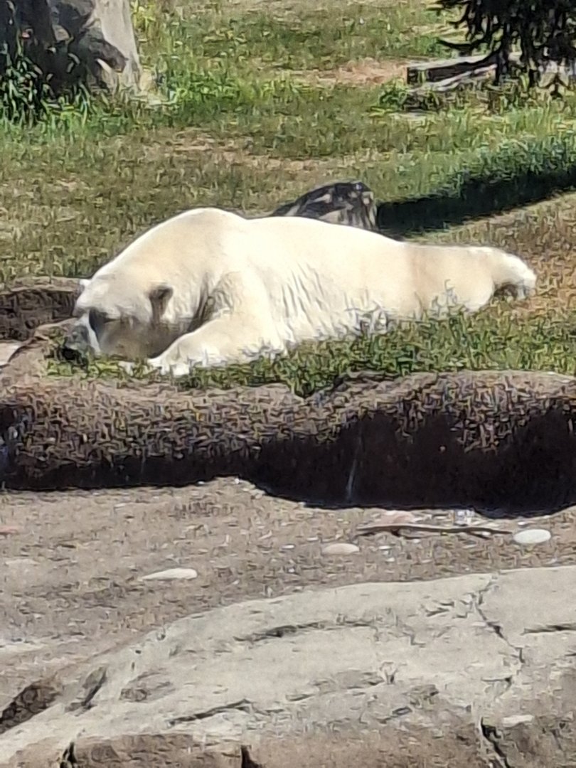 Polar Frontier- Polar Bear