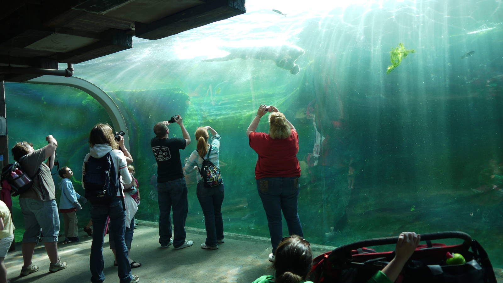 Polar Frontier Underwater Viewing