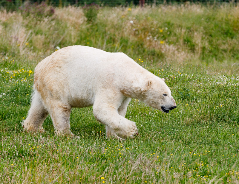 Polar on the prowl