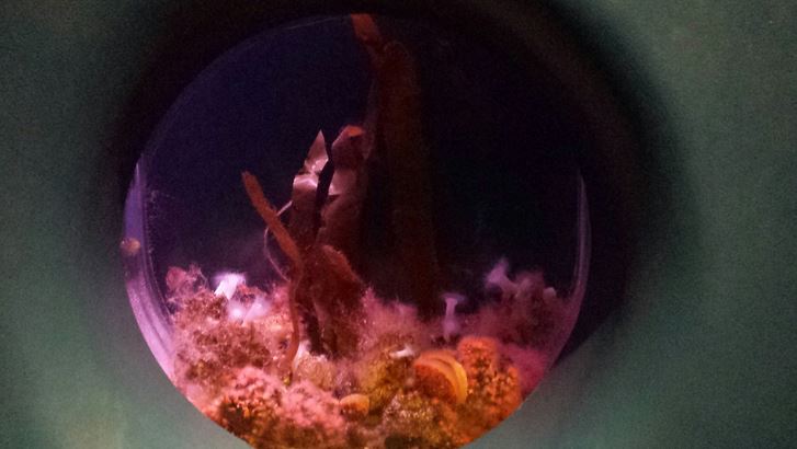 Polar Play Zone - Cockscomb + Hooded Nudibranch + Jewled Anemone Exhibit