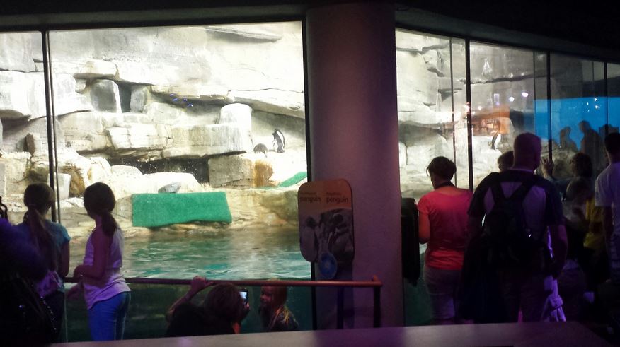 Polar Play Zone - Icy South Exhibit