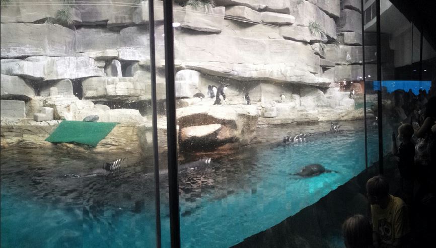 Polar Play Zone - Icy South Exhibit