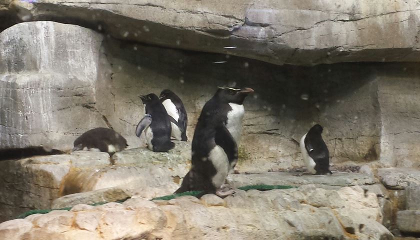 Polar Play Zone - Icy South - Southern Rockhopper Penguin