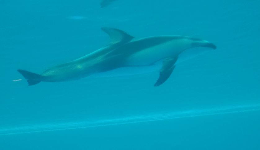 Polar Play Zone - Pacific White-sided Dolphin