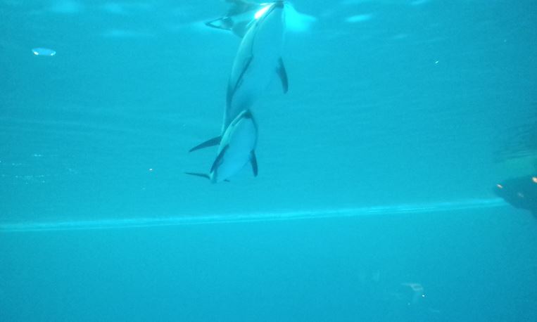 Polar Play Zone - Pacific White-sided Dolphins