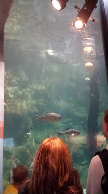 Polar Play Zone - Sea Otter Exhibit - Underwater Viewing