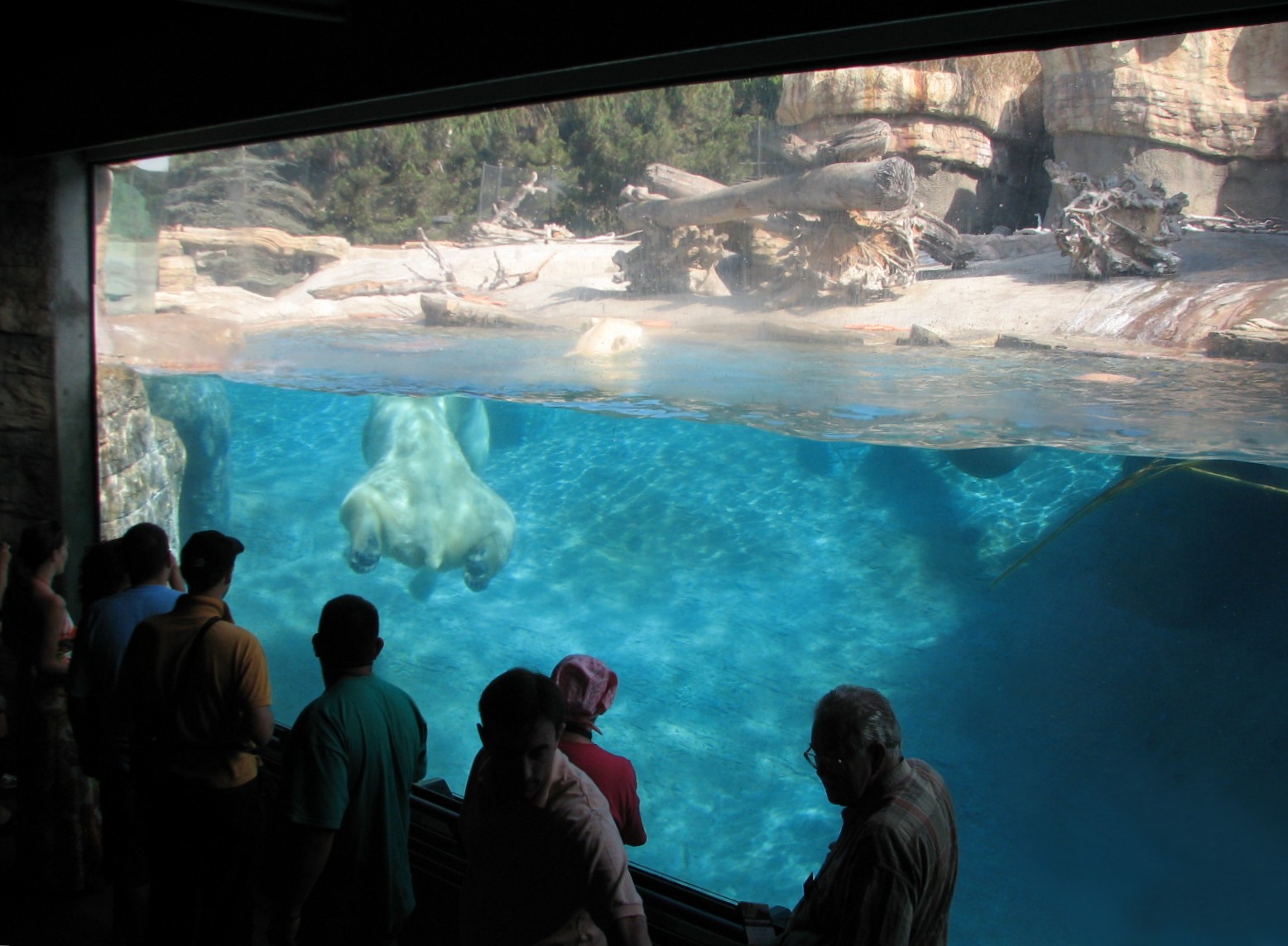 Polar Rim - Polar Bear Plunge - Polar Bear Exhibit