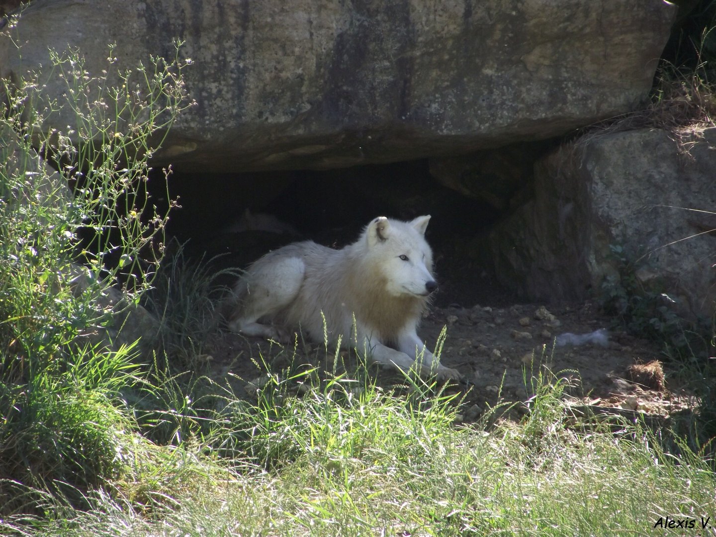 Polar Wolf - Zooparc de Beauval, 28/06/2025