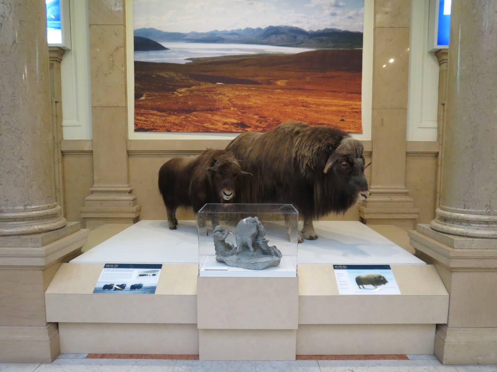 Polar World Entrance - Musk Oxen