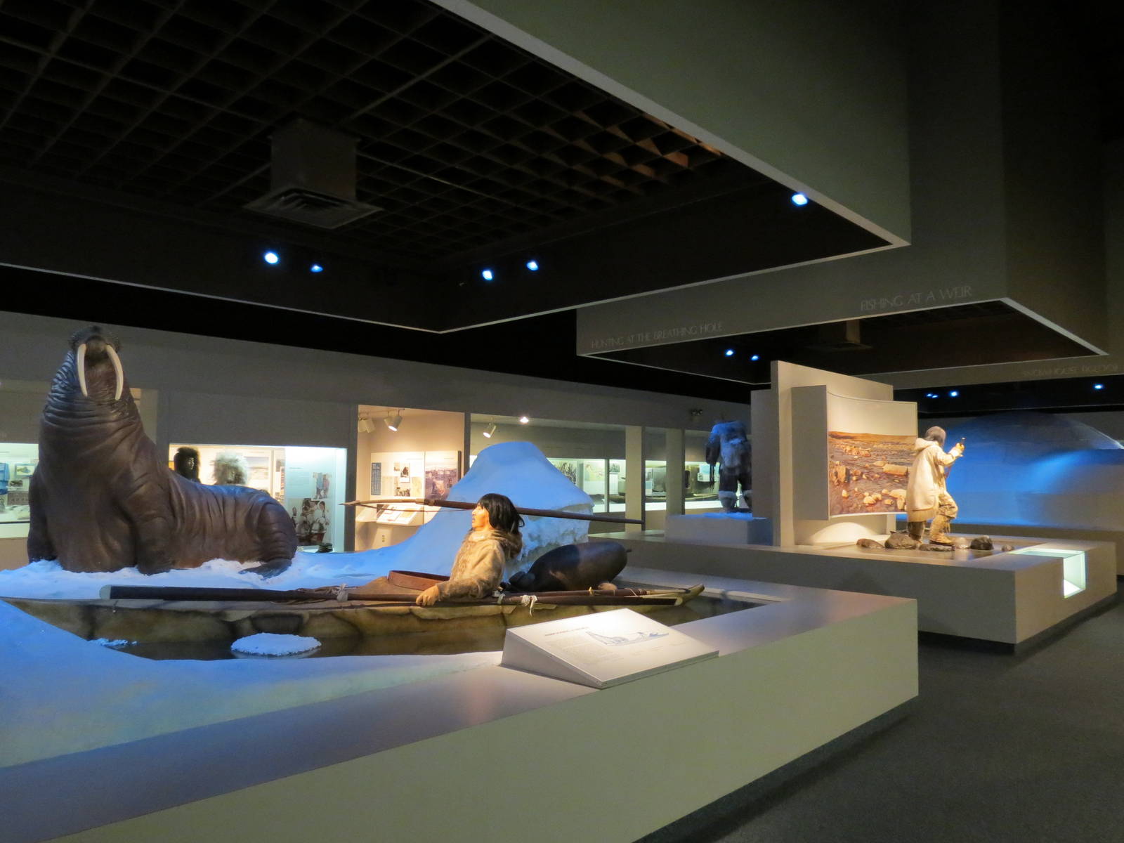 Polar World - Walrus