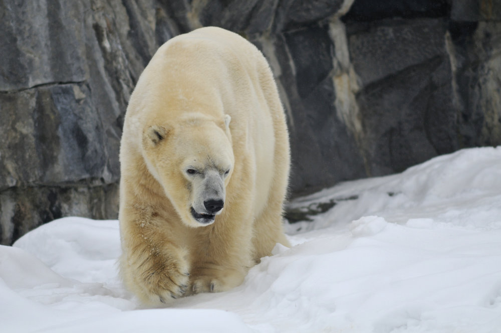 Polarbear at Berlin Tierpark
