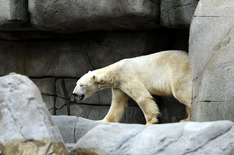 Polarbear at Hamburg
