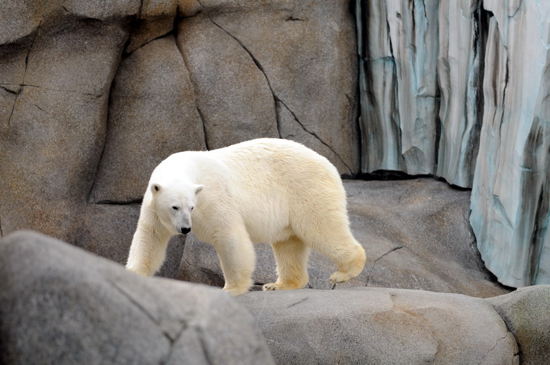 Polarbear at Hamburg