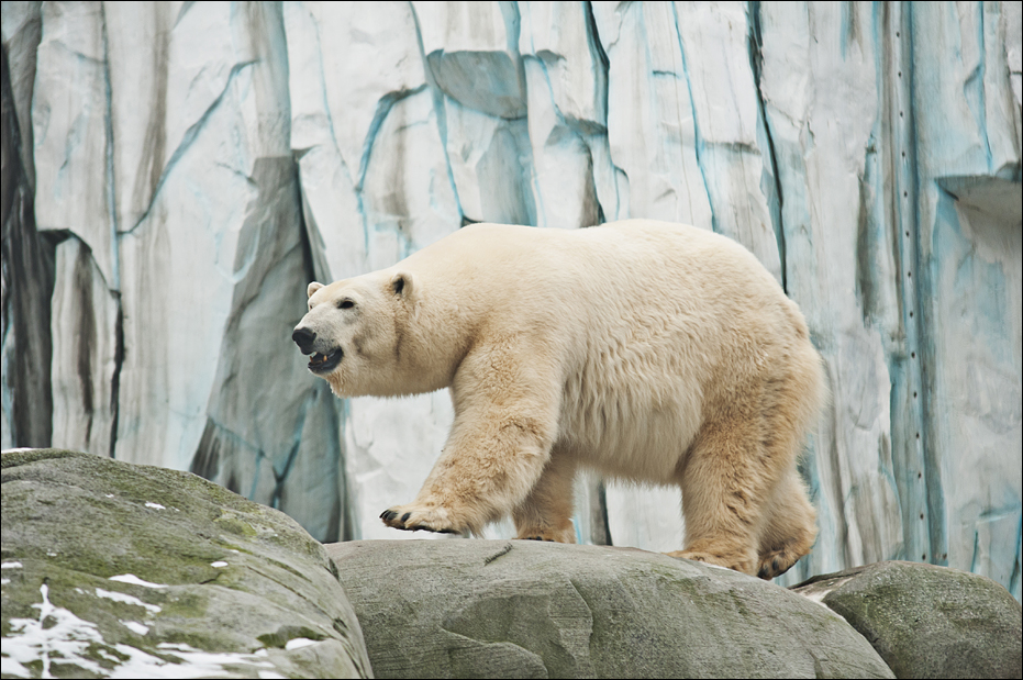 Polarbear at Hamburg