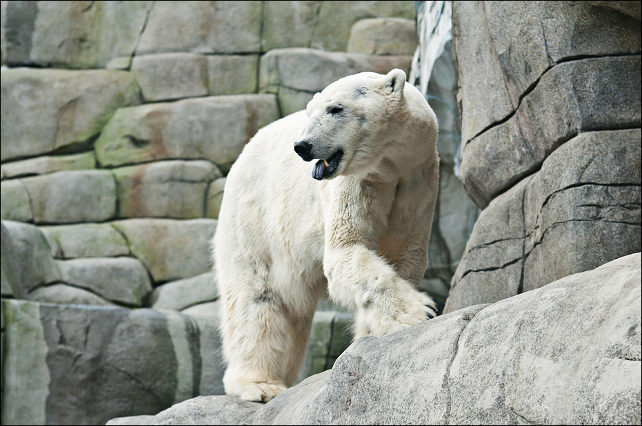 Polarbear at Hamburg