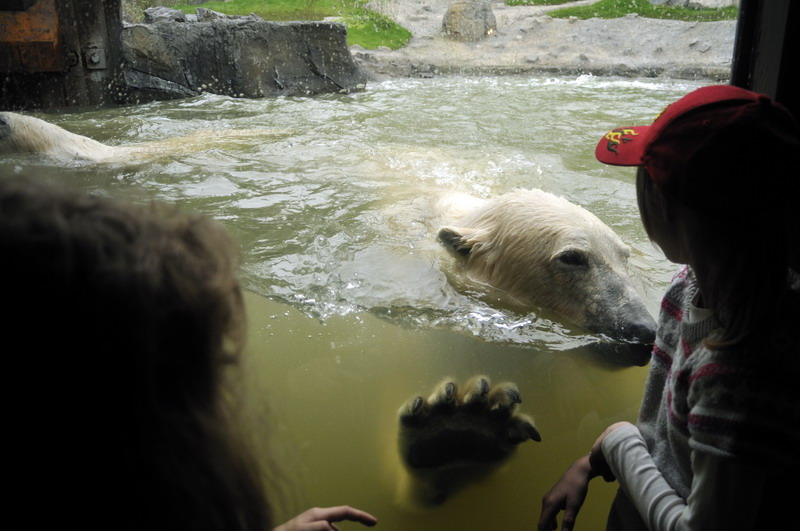 Polarbear at Hannover