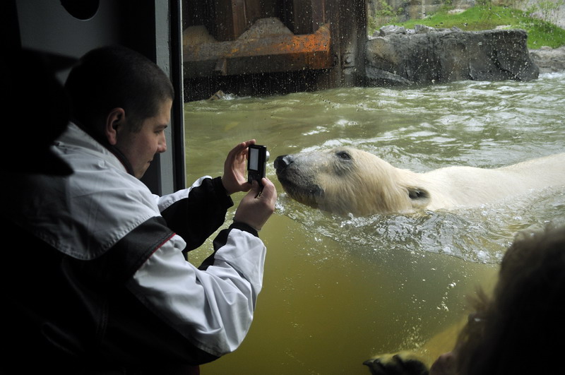 Polarbear at Hannover