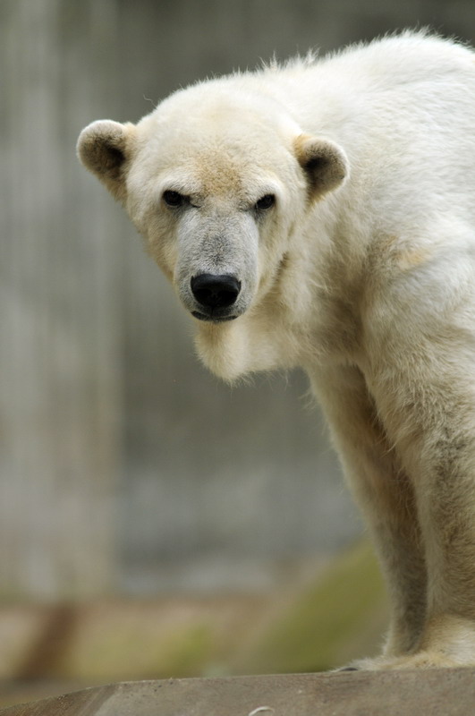 Polarbear at munich zoo