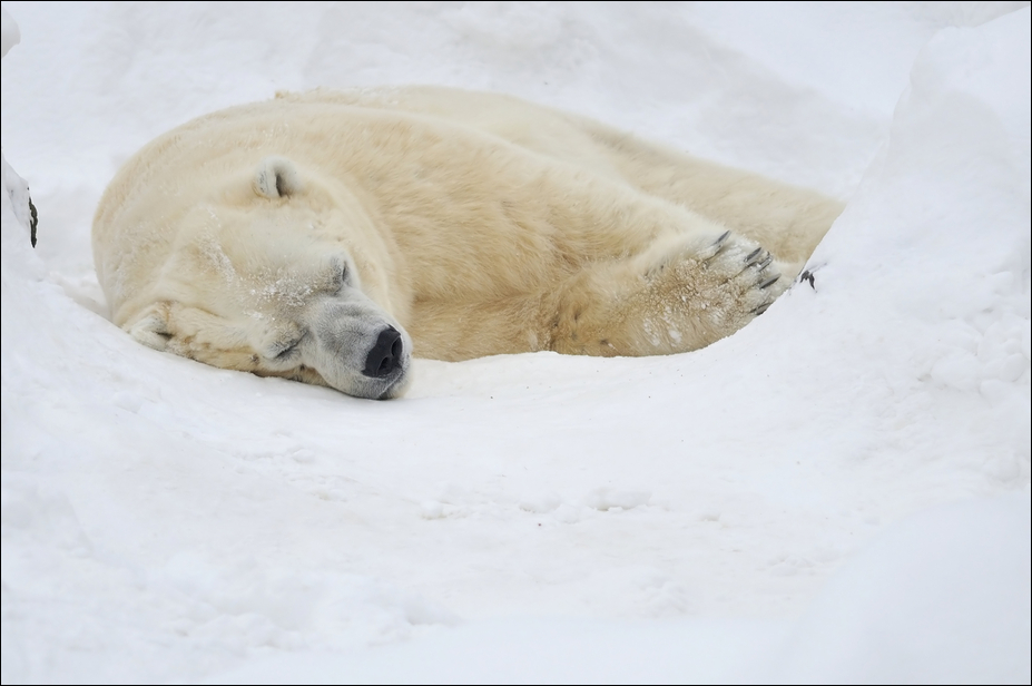 Polarbear at Tierpark Berlin