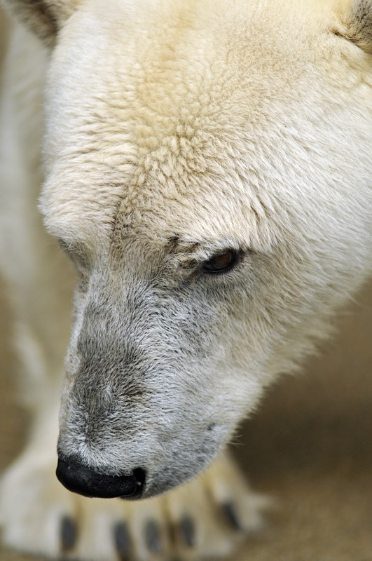 Polarbear at wuppertal zoo